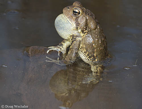 American Toad calling _A5E9798.jpg - 50758 Bytes